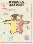 wingman anatomy wingman anatomy